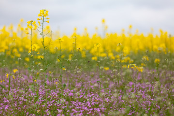 leuchtend gelber raps vor einem rapsfeld mit lila blüten im vordergrund im frühjahr