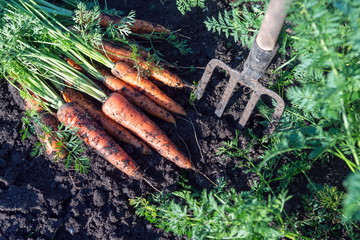 Carrots dug with garden fork lies on a garden bed in a vegetable garden.