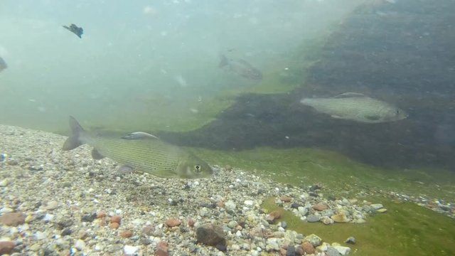 Fresh water fish Grayling, thymallus thymallus swimming and eating aquatic insects in a natural stream. Underwater footage. River habitat. Little creek. Underwater footage with &Auml;sche.