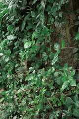 カンボジア　キリングフィールド　ポルポト　クメールルージュ