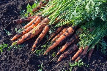 Fresh carrot lies on the garden bed in the garden just picked.