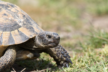 turtle on grass