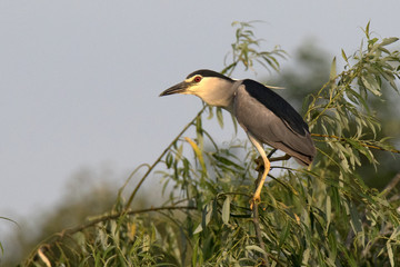 night heron