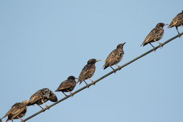 birds on wire
