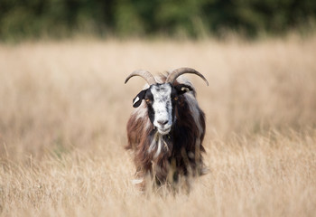 goat on a meadow