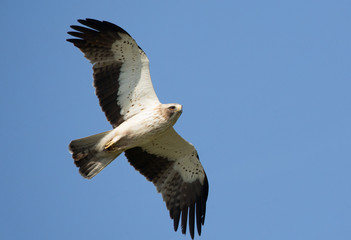 booted eagle in flight