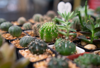 Echinopsis calochlora Cactus at the garden