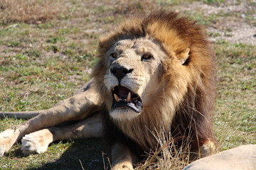 male lion