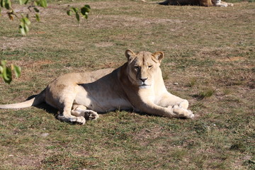 Lioness