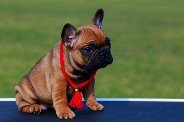 Dog breed French Bulldog