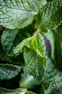 Fresh mint leaves close up