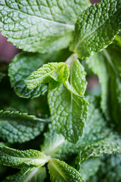 Fresh mint leaves close up