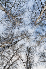 A vertical photo of a group of white birch trees without foliage against the blue sky background in the forest in autumn