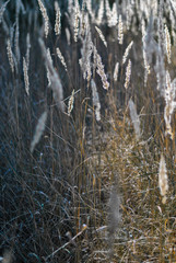 Fototapeta premium Blades of grass at sunset