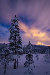 Night in the snowy forest. Norwegian wintertime.