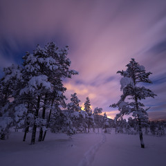 Night in the snowy forest. Norwegian wintertime.