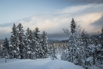 Deep fresh snow in norwegian forest. Boreal landscapes in winter scenery.