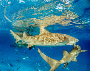 Obraz premium Rekin cytrynowy na Bahamach