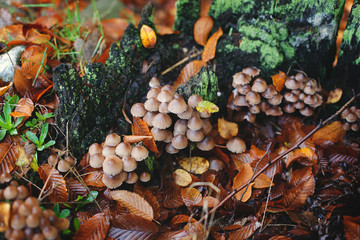 Mushrooms among colorful leaves