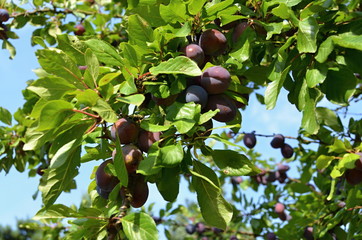 Fruit tree with green leaves and plum fruits
