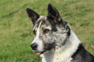 portrait dog animal pet friend white fur puppy eyes face cute nose ears black 