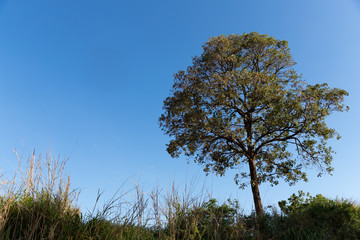 árvore com céu azul