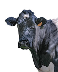Cow Looking Straight at the Camera Isolated Photo