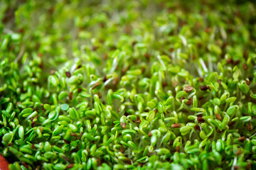 Macro microgreens. Background of microgreen. soybean sprouts. green textural background of natural greens