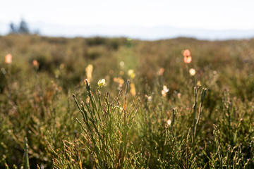 Beautiful nature scene with mountain grass. Beautiful meadow. Summer background.