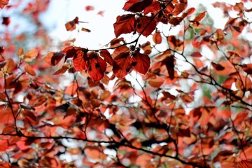 Rusty red copper beach  foliage. Spring season background.