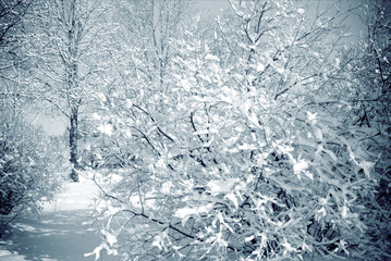 Snowy trees in a city park on a sunny light day
