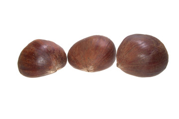 chestnut isolated on white background