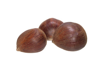 chestnut isolated on white background