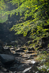 A trail leading under an autumn tree with a sunflare