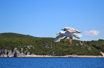 Two sea-gulls with wings wide spread are flying over water. Rocks covered with forest and blue sky are in the background.