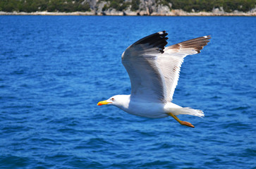 One sea-gull with wings wide spread is flying low over water. Rocks covered with forest are in the background.