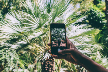 Hand with mobile phone taking picture to a palm tree