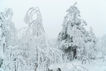 Beautiful white winter forest landscape with trees covered with snow, fairy tale