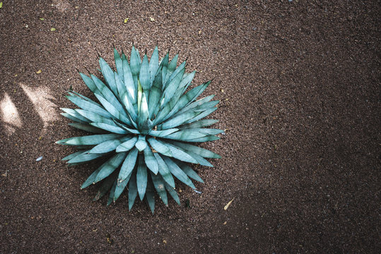 Agave macroacantha plant in a garden