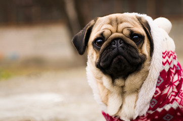 Merry Christmas. Happy New Year. Close up photo of puppy pug is dressed in a red-white christmas sweater. Dog wearing red sweater.