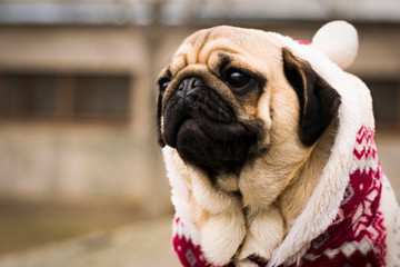 Merry Christmas. Happy New Year. Close up photo of puppy pug is dressed in a red-white christmas...