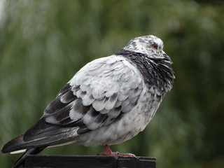 dove