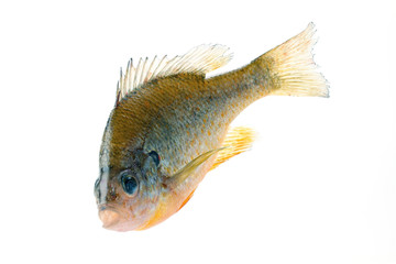 A large Bluegill sunfish (Lepomis macrochirus), close-up