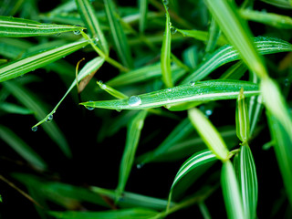 Rain Drops on The Striped Bamboo Leaves