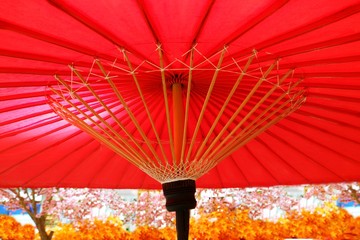 sakura and Traditional Japanese red umbrella