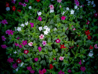 Vinca Flowers Blooming on The Ground