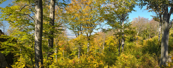Panoraminc shot of autumn Beech forest