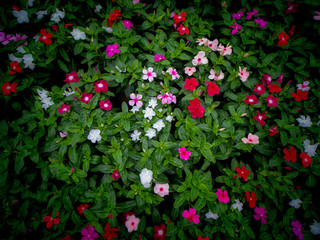 Vinca Flowers Blooming on The Ground
