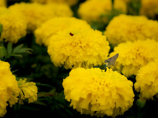 Moth Perched on The Yellow Calendula Flower