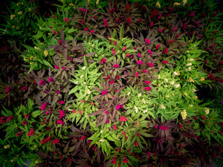 Chinese wool Flowers Blooming on The Ground